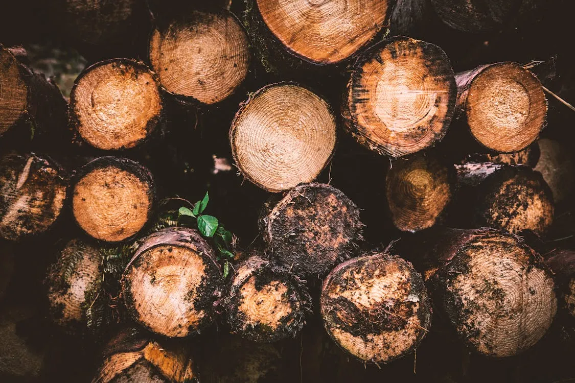 Merule sur bois de chauffage : risques, identification et prevention